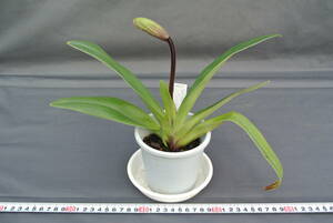 【整形パフィオ　ツボミ付き】 GN633 Paph. ( Dancing Cat `Sakura' × Via Mesa Grande `Val' HCC/AOS ) 　 