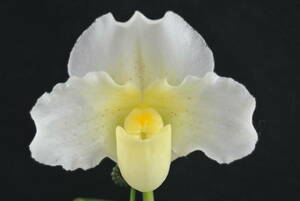 【入賞花パフィオ　ツボミ付き】Paph. St.Ouens Bay `Cerritos' AM/AOS