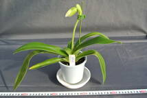 【入賞花パフィオ　ツボミ付き】Paph. St.Ouens Bay `Cerritos' AM/AOS_画像5