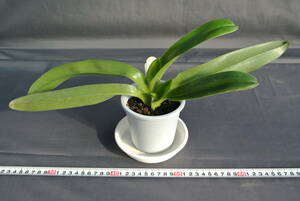 【入賞花パフィオ　ツボミ付き】Paph. Gwenpur `Symmetry' AM/AOS