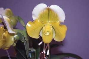 【入賞花パフィオ　ツボミ付き】Paph. Jollix `Orassa' SM/JGP.BM/JOGA