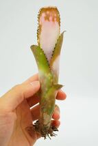 Billbergia 'Kolan Shark Bite' ビルベルギア ブロメリア _画像4