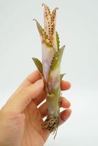 Billbergia 'Kolan Shark Bite' ビルベルギア ブロメリア _画像5