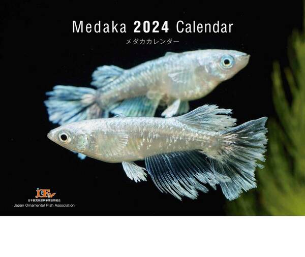 送料無料★２０２４年メダカカレンダー 日本観賞魚振興事業協同組合