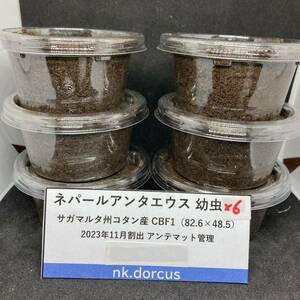 【nk.dorcus】ネパールアンタエウス コタン CBF1 82.6×48.5 幼虫6頭②