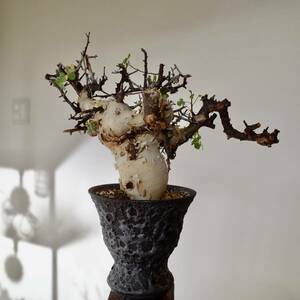 11月29日撮影 コミフォラ カタフ Commiphora kataf ソマリア ピュアカタフ リアルカタフ 美株 発根済み 宮下将太