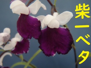 ウチョウラン☆Gー１１４♪花の球根（交配品）紫一ベタ♪☆K3683