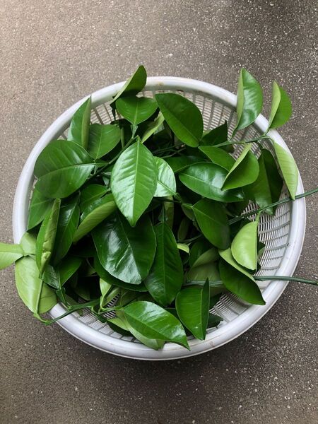 八朔の葉 無農薬