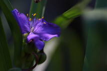 TAMRON SP 90mm F2.8 Di Macro 1:1/Model 272E [キヤノンEF用] / タムキュー / マクロレンズ / 中望遠 / Canon EFマウント_画像10