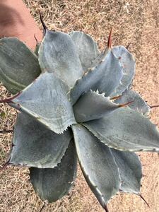 【農園直送】希少　大サイズ　アガベ パリー デザートデライト 斑入り Agave parryi ssp. huachucensis Desert Delight 特選優良強棘株　