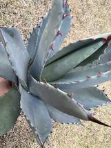 【農園直送】特大サイズ　アガベ パリー　トランカータ　特選優良強棘株　シルバーブルー　Agave parryi var. truncata 全写真現品_画像7