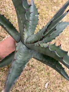 【農園直送】特大サイズ　アガベ　アスペリーマ Agave asperrima 特選強棘優良株　全写真現品