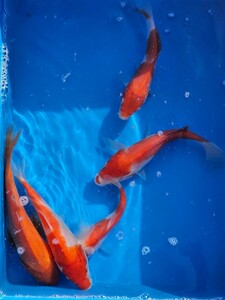 錦鯉　紅白４匹　紅鯉1セット　15cm～23cm当歳！広島県産　眠り済み　格安スタート売り切り