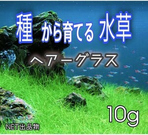 プランツシード　種から育てる水草　水草の種　ヘアーグラス系　10g