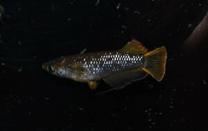 【雅めだか】ブラックマンバF3 幼魚6匹　ライトニング様直系　画像親です。