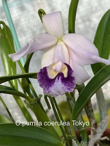 洋蘭 原種 カトレア C.pumira f.coerulea 'Tokyo'(OG) BM/JOGA