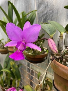 洋蘭 原種 カトレア C.walkeriana 'J.Ito' x 'Minascentro'