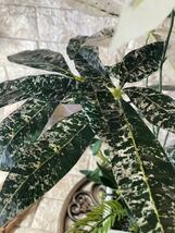 光触媒　人工観葉植物　ウォールグリーン　フェイクグリーン　斑入りパキラアレンジy_画像6