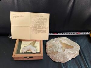 サメの歯の化石 2つセット