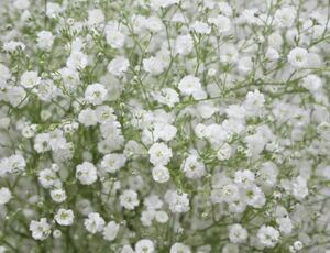 花の種☆矮性カスミソウ☆白花☆可憐な花ですが乾燥にも強く寄せ植えに使いやすい！