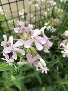 花の種☆ソープワート☆増量！☆シャボンソウ☆薄ピンクの花が丸くまとまって咲いて可愛い☆葉をもむと泡立ちます☆子供さんとのお遊びにも