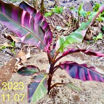 ★順化完了後の育成し易い★musa nono pink variegated banana苗(ピンク斑入りノノバナナ苗)-N5_画像1