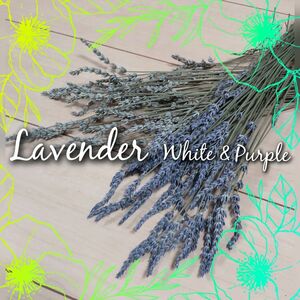 【花色MIX 約100本】ラベンダー Lavender ドライフラワー