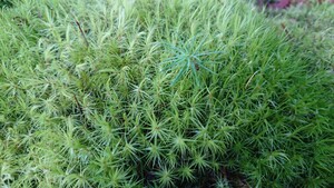 苔玉 テラリウム 山苔 天然 コケ カモジゴケ