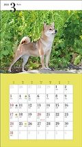 2024年カレンダー かわいい柴犬 (誠文堂新光社カレンダー)_画像8