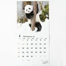 グリーティングライフ 2024年 カレンダー パンダ 壁掛け C-1497-PA_画像2