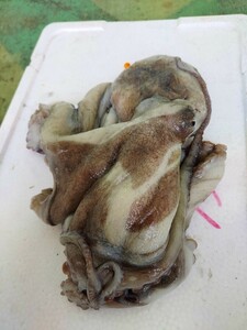  raw octopus 32cm500g rank 1 pcs 1070 jpy prompt decision 