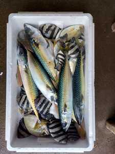 Aomori Fresh Fish 5,0 кг за коробку 1 коробка 3980 иен