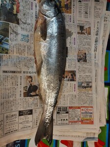 新巻銀鮭60cm 1.7k位1匹2500円即決