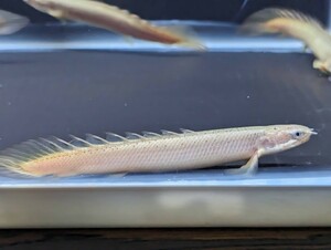 ３匹セット！ ポリプテルス セネガルス 約10〜12cm 大型魚 古代魚初心者にもおすすめ♪ 超超超お買い得！！