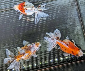 ラスト！！３匹セット！ キャリコ琉金 約9cm ショートテール 金魚 美体★色とりどり♪写真の個体を発送します♪かなり綺麗です！オススメ♪