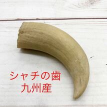 ★ML8464-7★ シャチの歯 九州産 鯱 牙 置物_画像1