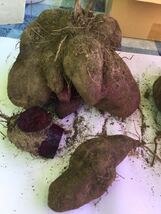 山芋　紫やまいも　ヤマト芋　つくね芋　完全無農薬　3.9キロg_画像2