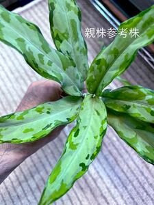 LA便 ネームド株 Endor Aglaonema pictum “Endor“ Aceh sumatera【La0915-03j】◇ アグラオネマ