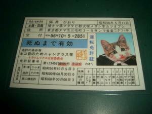 当時物なめんなよ免許証なめねこ猫井かおり旧車シャコタン暴走族なめ猫