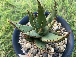 アロエ　ブローミー　ブルーミー　 aloe broomii 獅子錦　実生　原種 鉢サイズ　４号