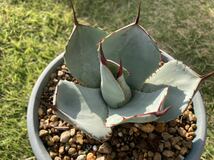  アガベ　パリー　トランカータ　Agave parryi var. truncata　_画像6