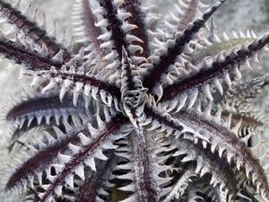 ディッキア　オールスター　Dyckia ‘All Star’　子株 ブロメリア　