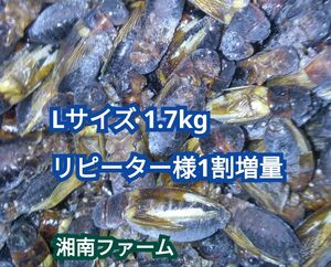 Lサイズ 1.7kg冷凍 コオロギ 脚部除去済 ★リピーター様1割増量 冷凍保存用チャック袋入り★送料無料★