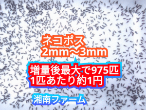 2～3㎜750匹初令フタホシコオロギ 死着保障2割増量 リピーター様1割増量 (最大で975匹+α)★イエコオロギに比べ栄養価が高く遅鈍で低跳躍