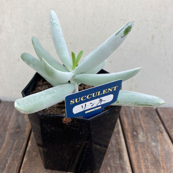 多肉植物 コチレドン オルビキュラータ リンネ