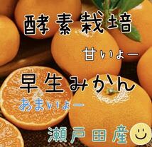 広島県 瀬戸田 酵素栽培　早生みかん　甘いみかん　5キロ　新鮮　グリグリーン農園　国産　農園　直送　糖度14度　みかん_画像1