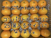 広島県 瀬戸田 酵素栽培　早生みかん　甘いみかん　5キロ　新鮮　グリグリーン農園　国産　農園　直送　糖度14度　みかん_画像3