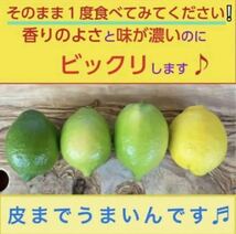 瀬戸田レモン　グリーンレモン　広島レモン　皮ごと食べてね　ノーワックス　産地直送　レモン　国産　農家直送_画像4