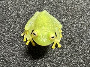 【Bears Frog】フライシュマンアマガエルモドキ グミガエル 1匹 送料無料 北海道、青森発送不可