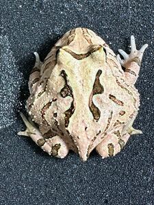 【Bears Frog】ファンタジーツノガエル オレンジブラウン ①北海道、青森発送不可